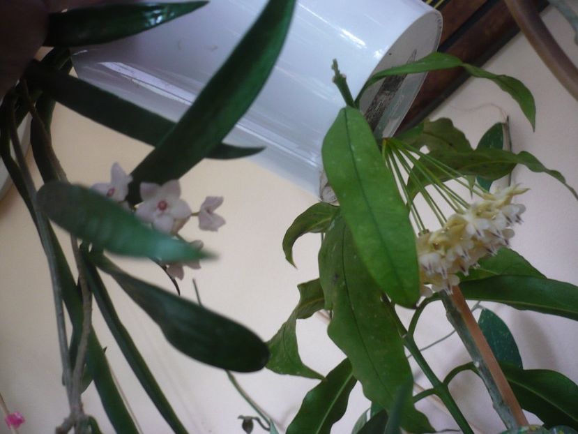 P1420029 - HOYA 2019