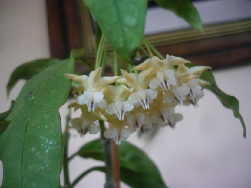 P1420031 - HOYA 2019