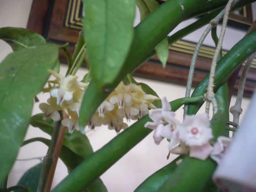 P1420032 - HOYA 2019