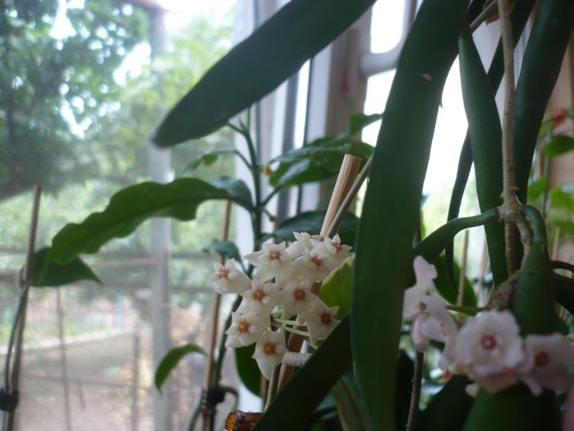 P1420033 - HOYA 2019