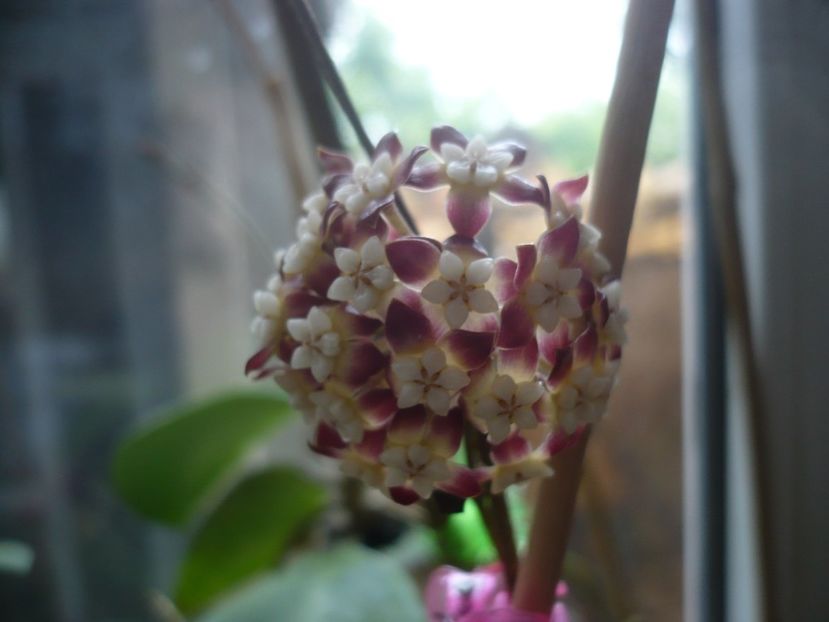 P1420034 - HOYA 2019