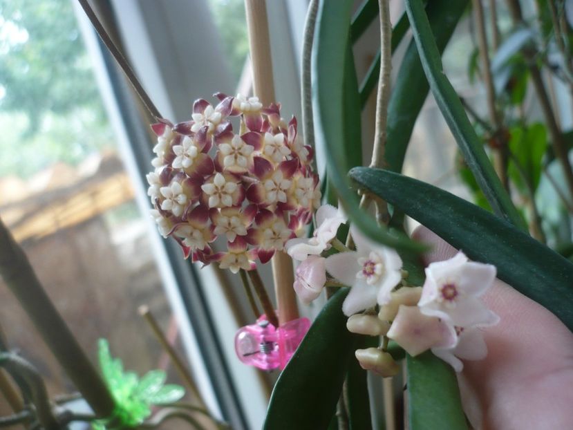 P1420037 - HOYA 2019