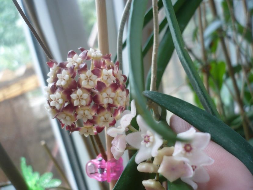 P1420038 - HOYA 2019
