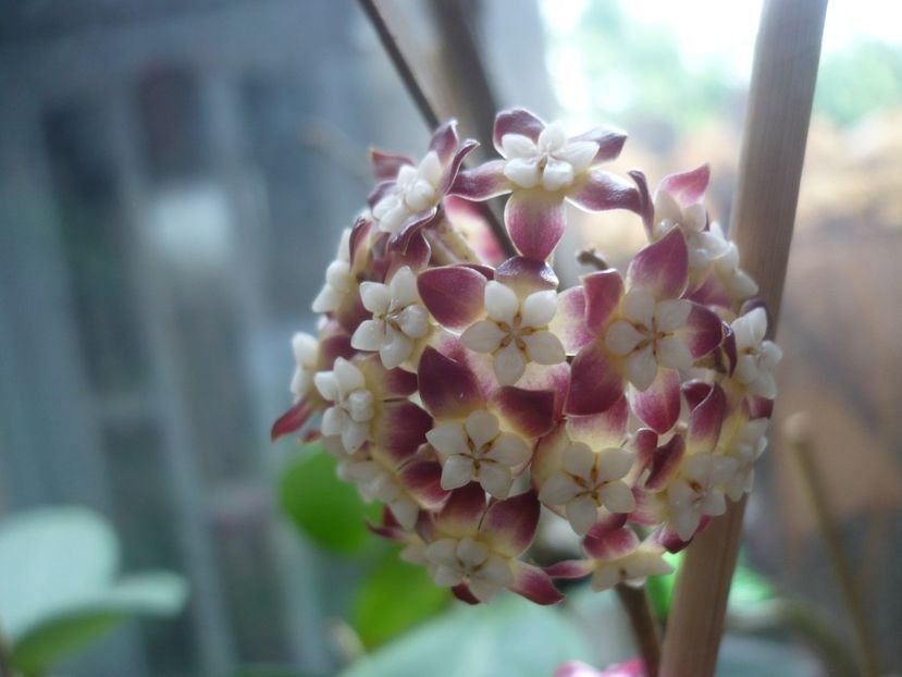 P1420040 - HOYA 2019