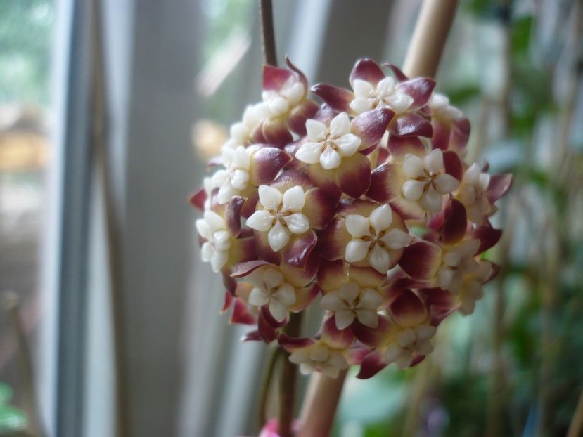 P1420041 - HOYA 2019