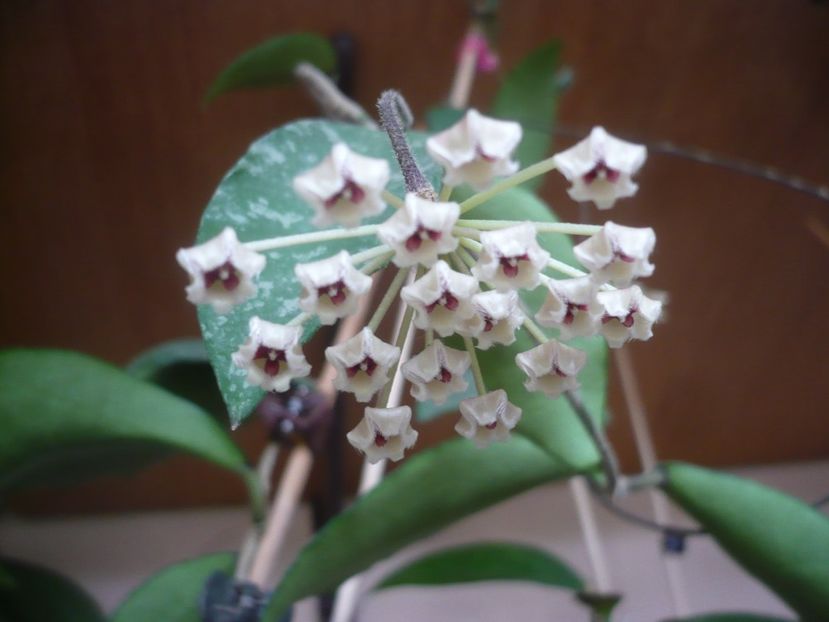 P1420042 - HOYA 2019