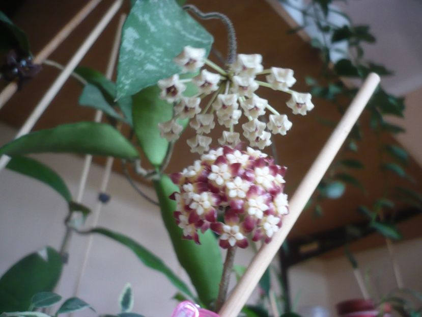 P1420043 - HOYA 2019