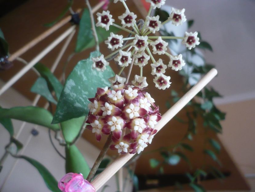 P1420045 - HOYA 2019