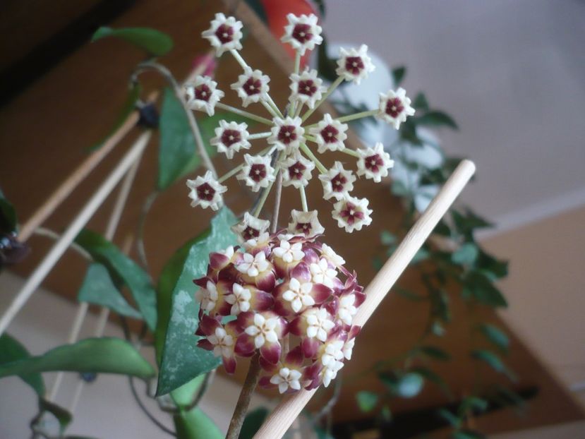 P1420046 - HOYA 2019