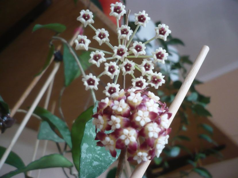 P1420047 - HOYA 2019