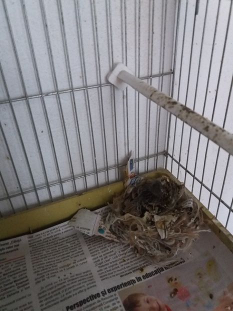 hibrid petrusi - pui hibrizi petrusi si canarusi 2019