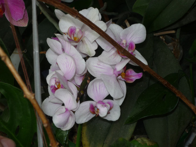 Orhidee 3 - Flori 2019 - Prima parte