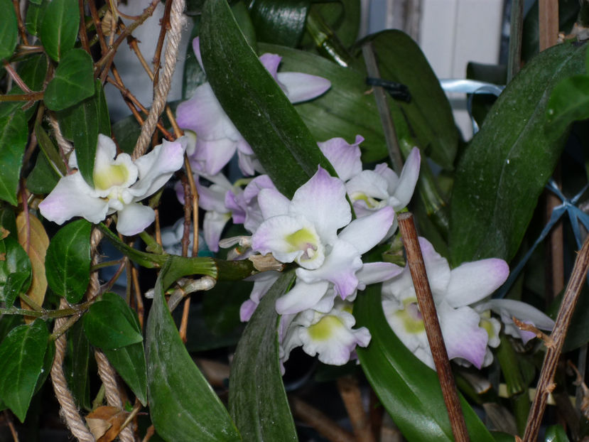 Orhidee.2 - Flori 2019 - Prima parte