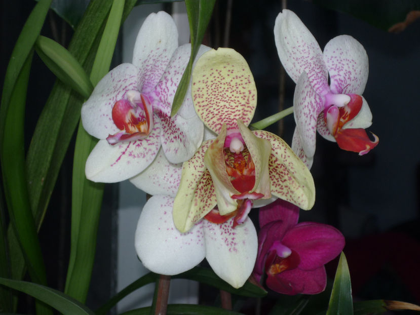 P1040760 - Flori 2019 - Prima parte