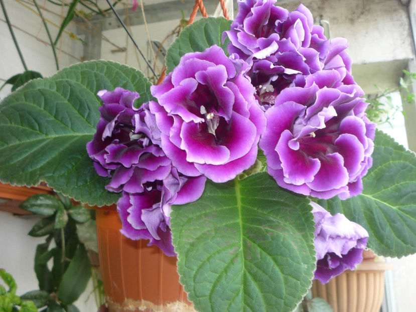 P1060119 - Flori 2019 - Prima parte