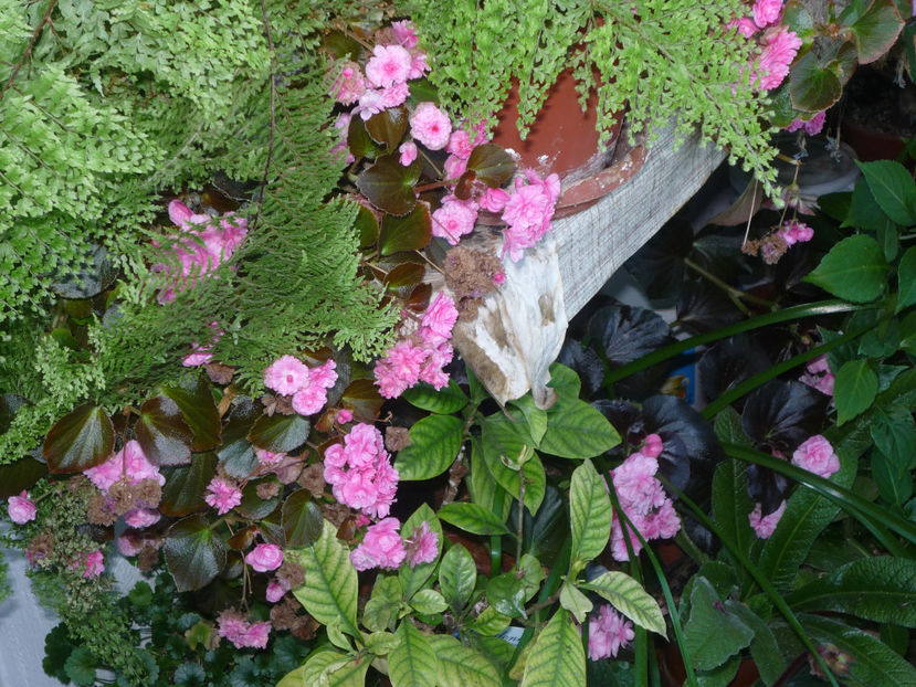 P1060133 - Flori 2019 - Prima parte