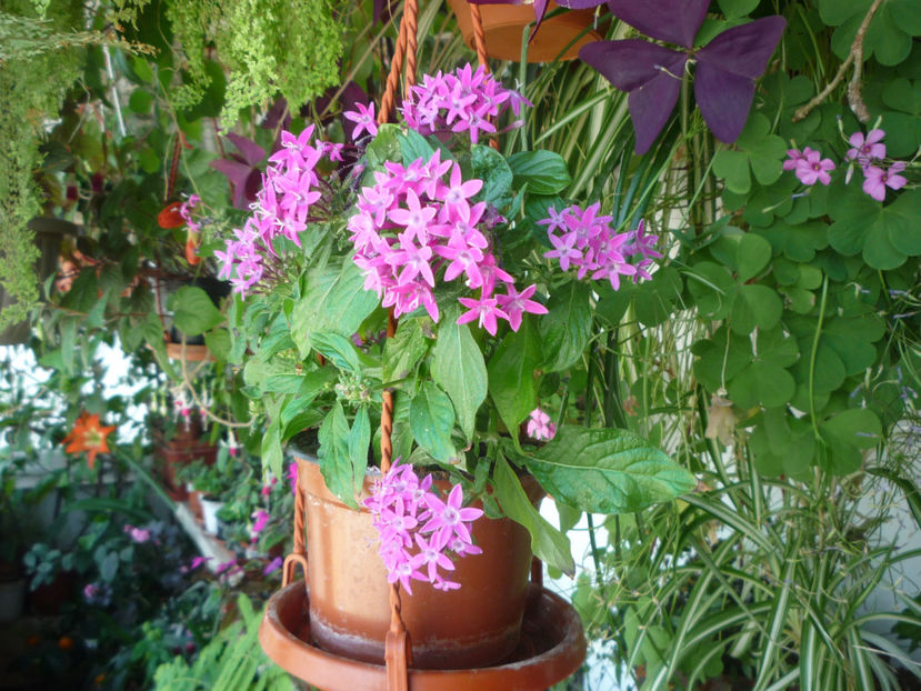 P1060138 - Flori 2019 - Prima parte