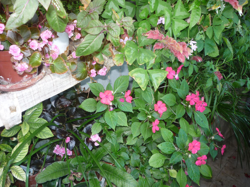 P1060161 - Flori 2019 - Prima parte