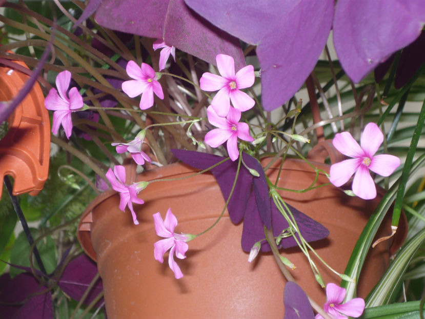 P1060163 - Flori 2019 - Prima parte