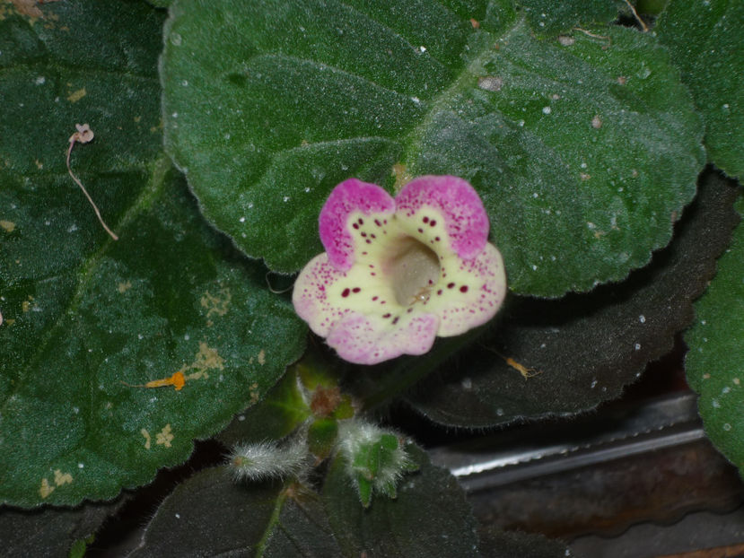 P1060293 - Flori 2019 - Prima parte