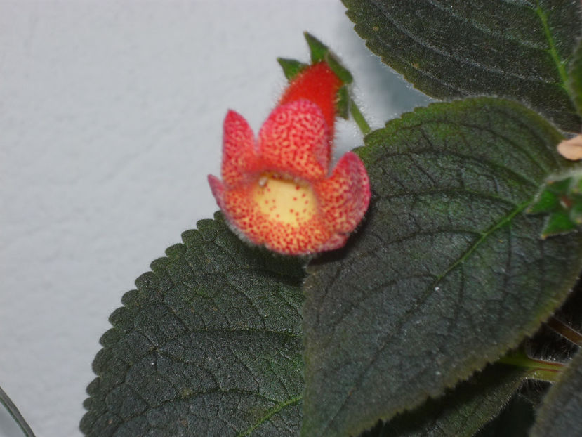 P1060295 - Flori 2019 - Prima parte