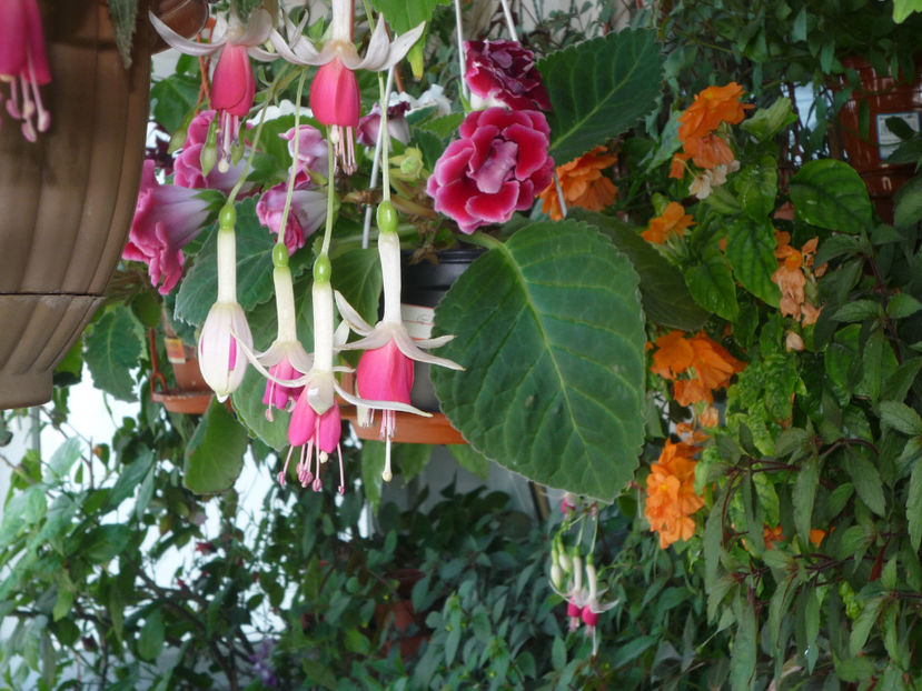 P1060310 - Flori 2019 - Prima parte