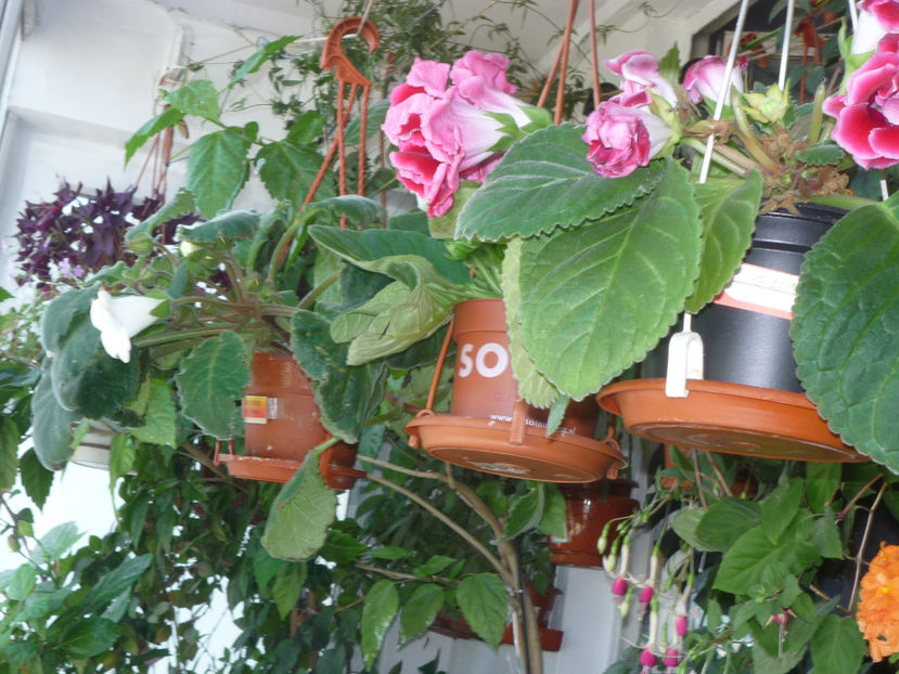 P1060311 - Flori 2019 - Prima parte