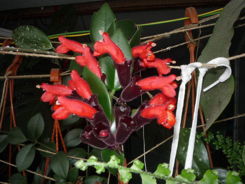 P1070023 - Flori 2019 - Prima parte