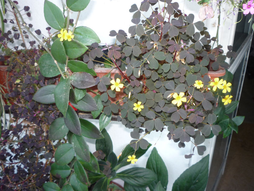 P1070056 - Flori 2019 - Prima parte