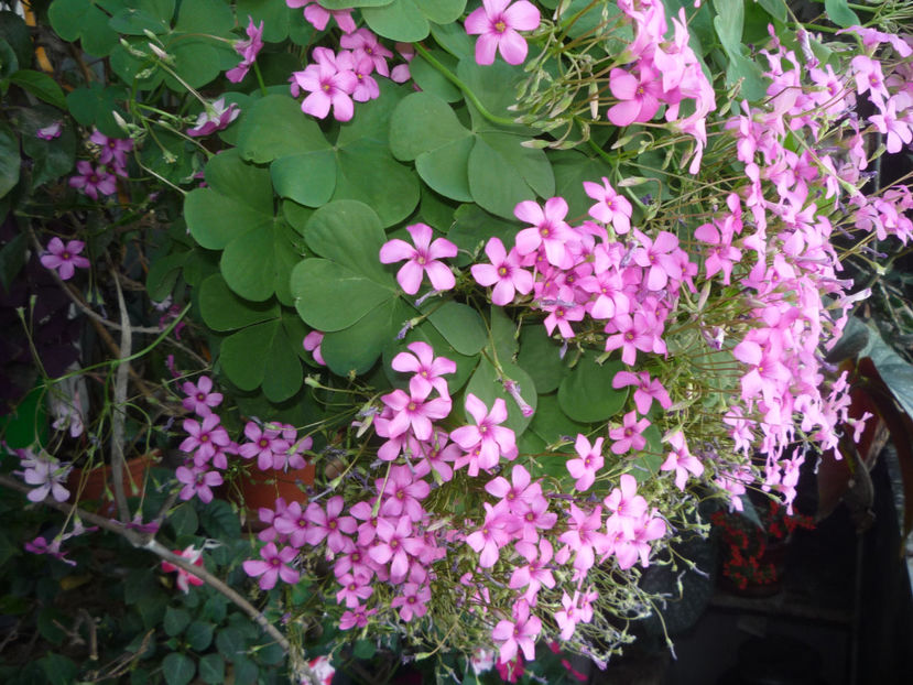 P1070060 - Flori 2019 - Prima parte