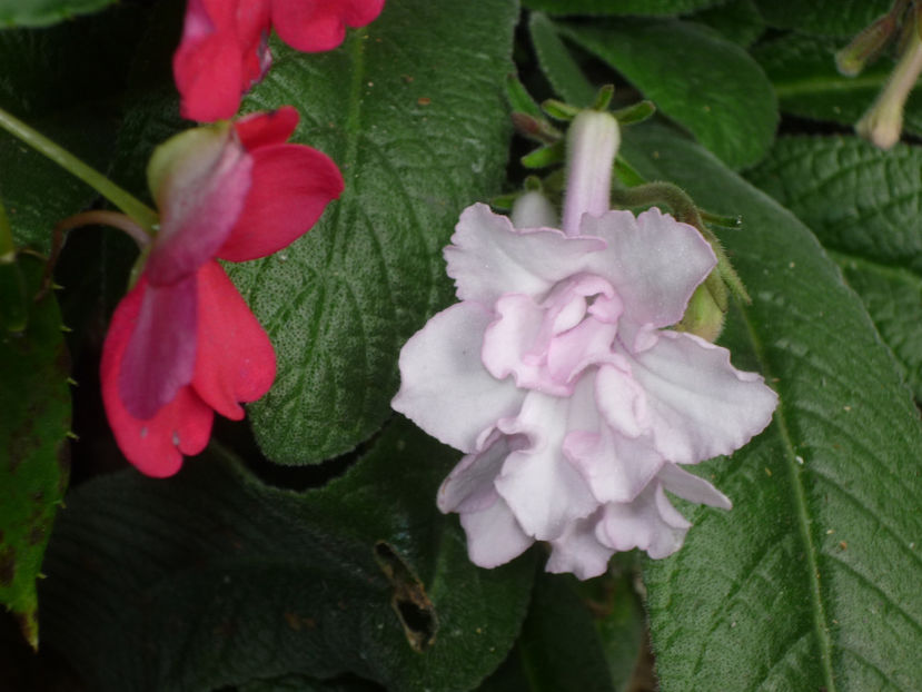 P1070075 - Flori 2019 - Prima parte