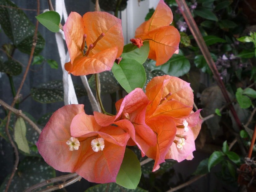 P1070080 - Flori 2019 - Prima parte