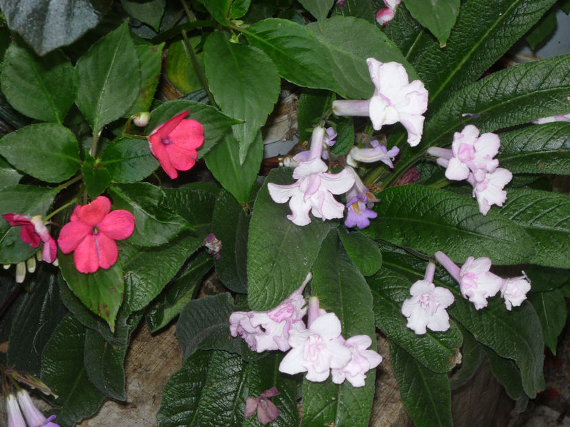 P1070083 - Flori 2019 - Prima parte