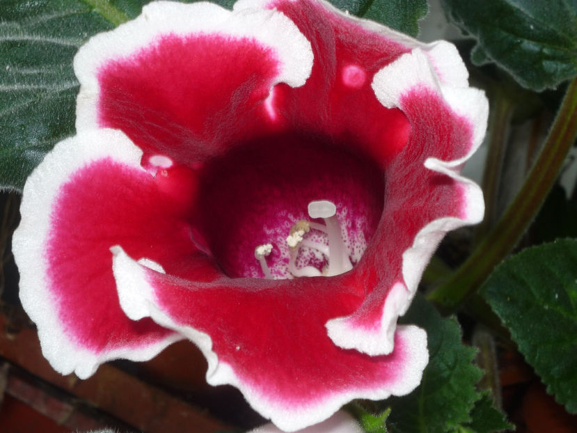 P1070104 - Flori 2019 - Prima parte