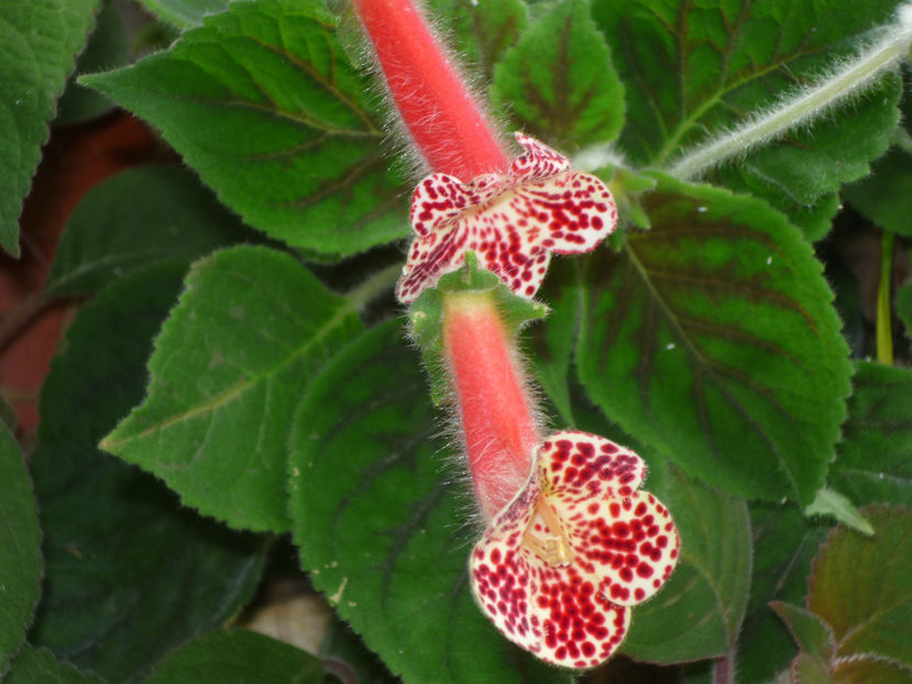 P1070110 - Flori 2019 - Prima parte