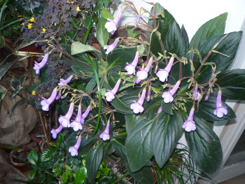 P1070123 - Flori 2019 - Prima parte