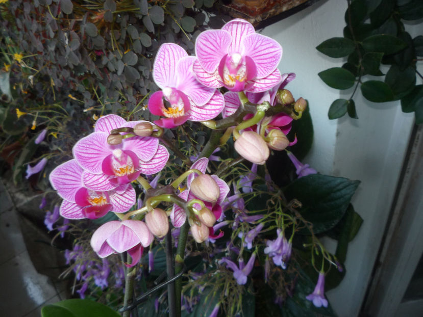 P1070180 - Flori 2019 - Prima parte