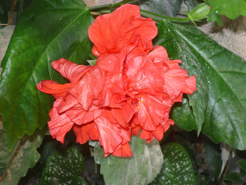 P1070244 - Flori 2019 - Prima parte