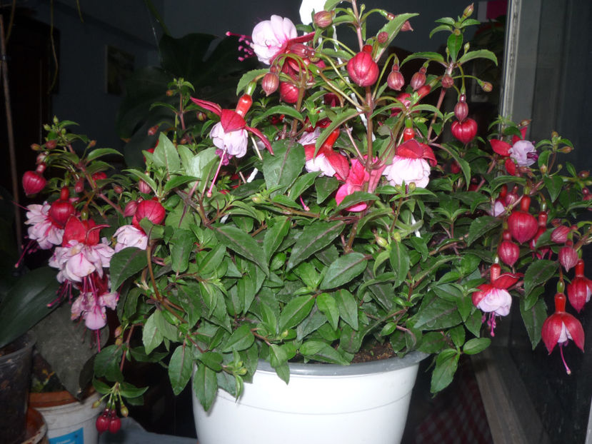 P1070254 - Flori 2019 - Prima parte