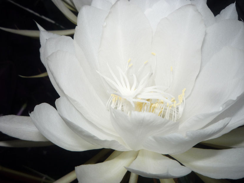 P1070136 - Flori 2019 - Prima parte