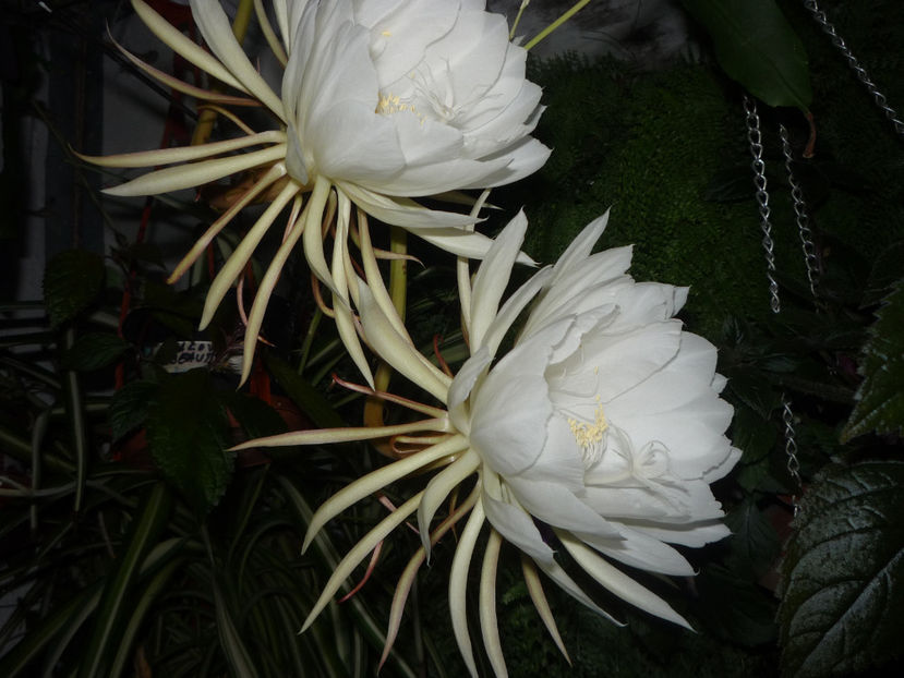 P1070140 - Flori 2019 - Prima parte