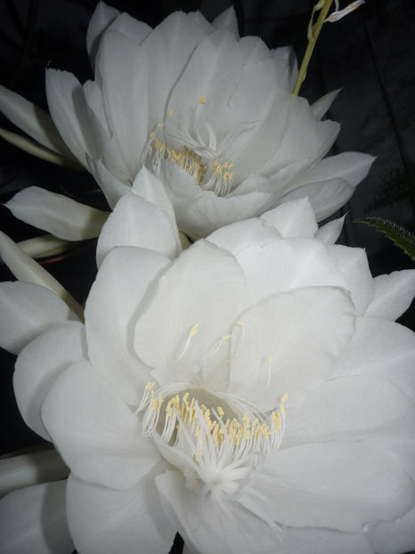 P1070149 - Flori 2019 - Prima parte