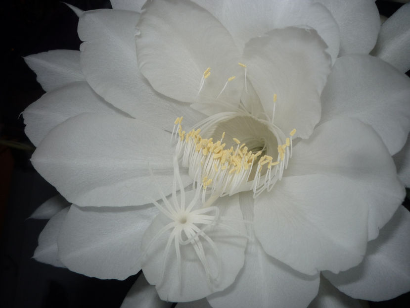 P1070153 - Flori 2019 - Prima parte