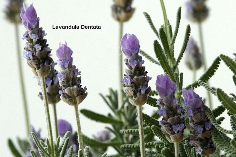 20.06.19 - 01 Lavanda