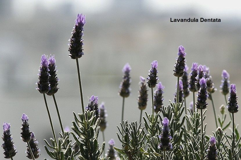 20.06.19 - 01 Lavanda