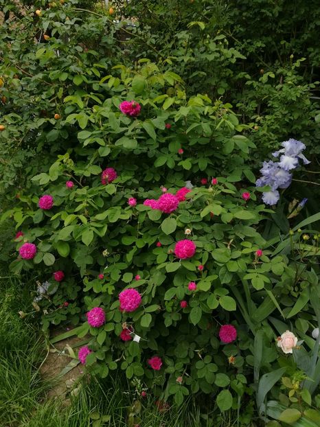 Cloud Ballet cu Rose de Rescht - Irisi 2019