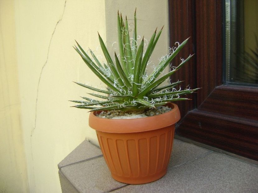 Agave x. leopoldii (A. filifera and A. filifera ssp. schidigiera) - Agave si Yucca 2019