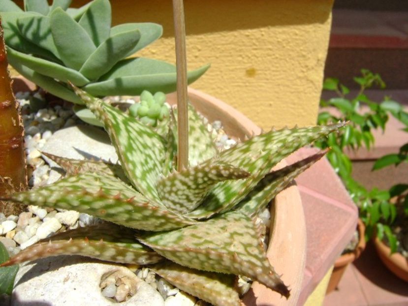 Aloe cv. Lizard Lips, tija florala - Suculente 2019