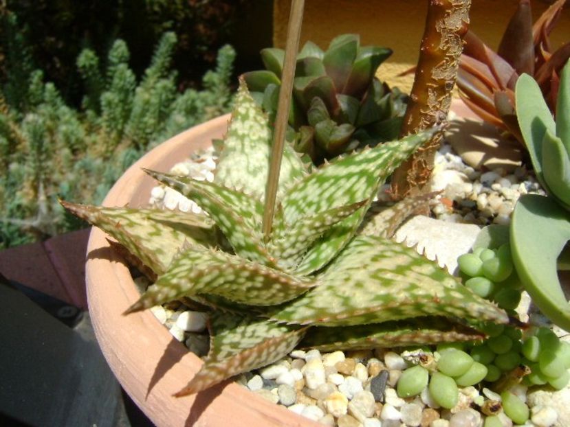Aloe cv. Lizard Lips, tija florala - Suculente 2019