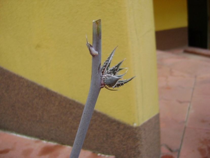 Aloe aristata, lastar - Suculente 2019